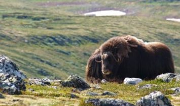 Ultima Thule: Greenland and the Canadian Arctic