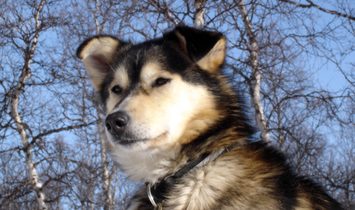 Amazing Dogsledding adventures in Lapland/Sweden