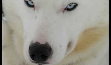 Amazing Dogsledding adventures in Lapland/Sweden
