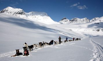 Amazing Dogsledding adventures in Lapland/Sweden