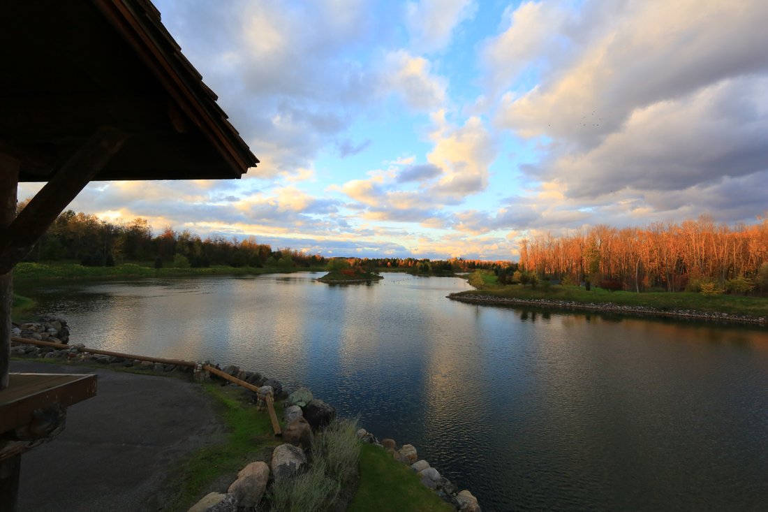 Savannah Dhu In Savannah, New York, United States For Sale (10723270)