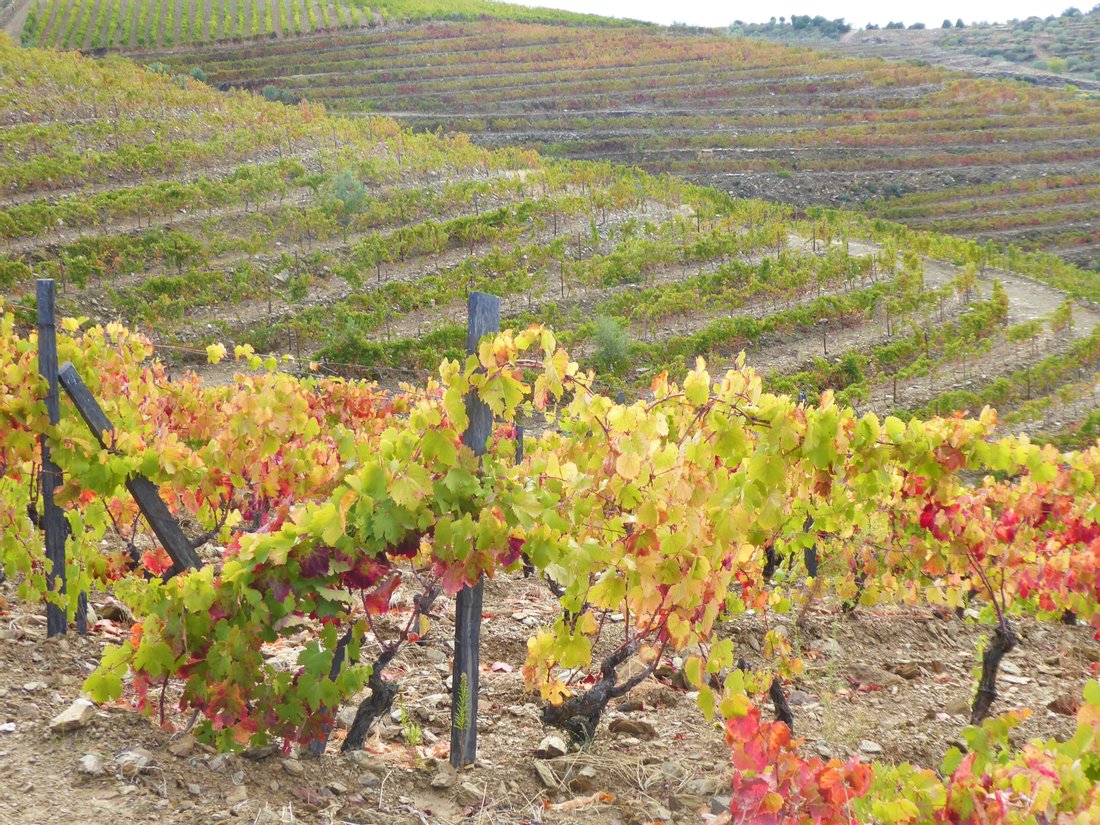 Wine Farm, 47 Hectares Of Land. Portugal. In Bragança District, Portugal For Sale (10741660)