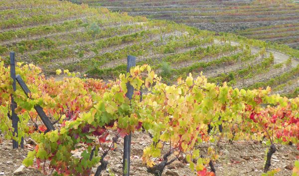 Wine Farm, 47 hectares of land. Portugal. (10741660)