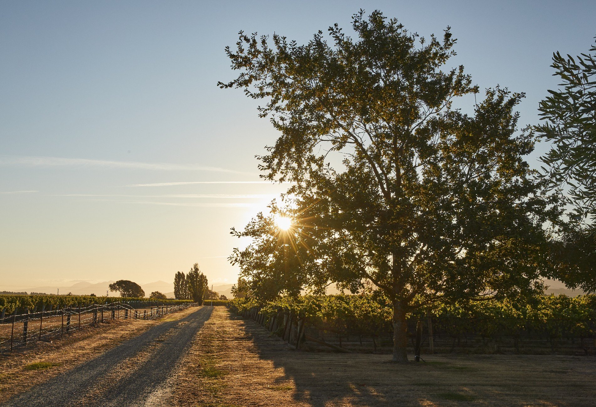 Westview Vineyard in Renwick, New Zealand for sale (10947104)