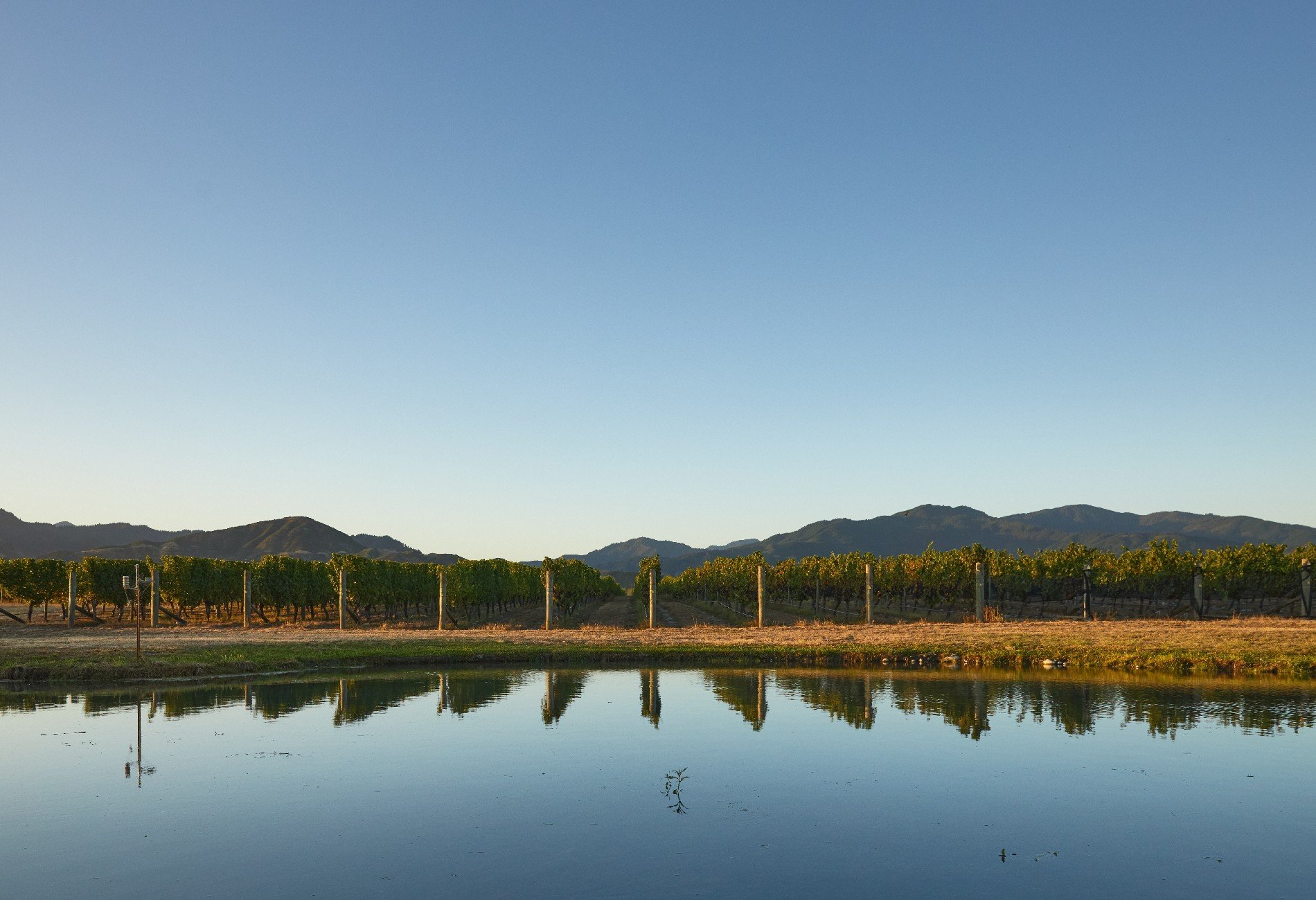 Westview Vineyard in Renwick, New Zealand for sale (10947104)