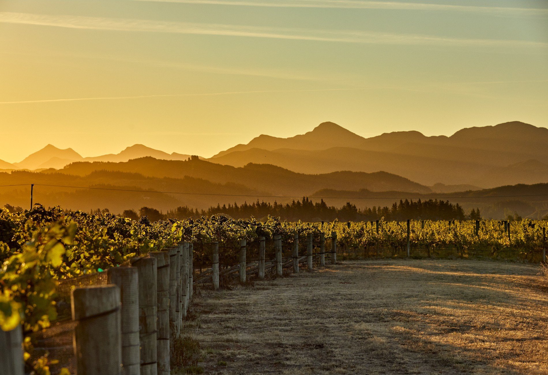 Westview Vineyard in Renwick, New Zealand for sale (10947104)