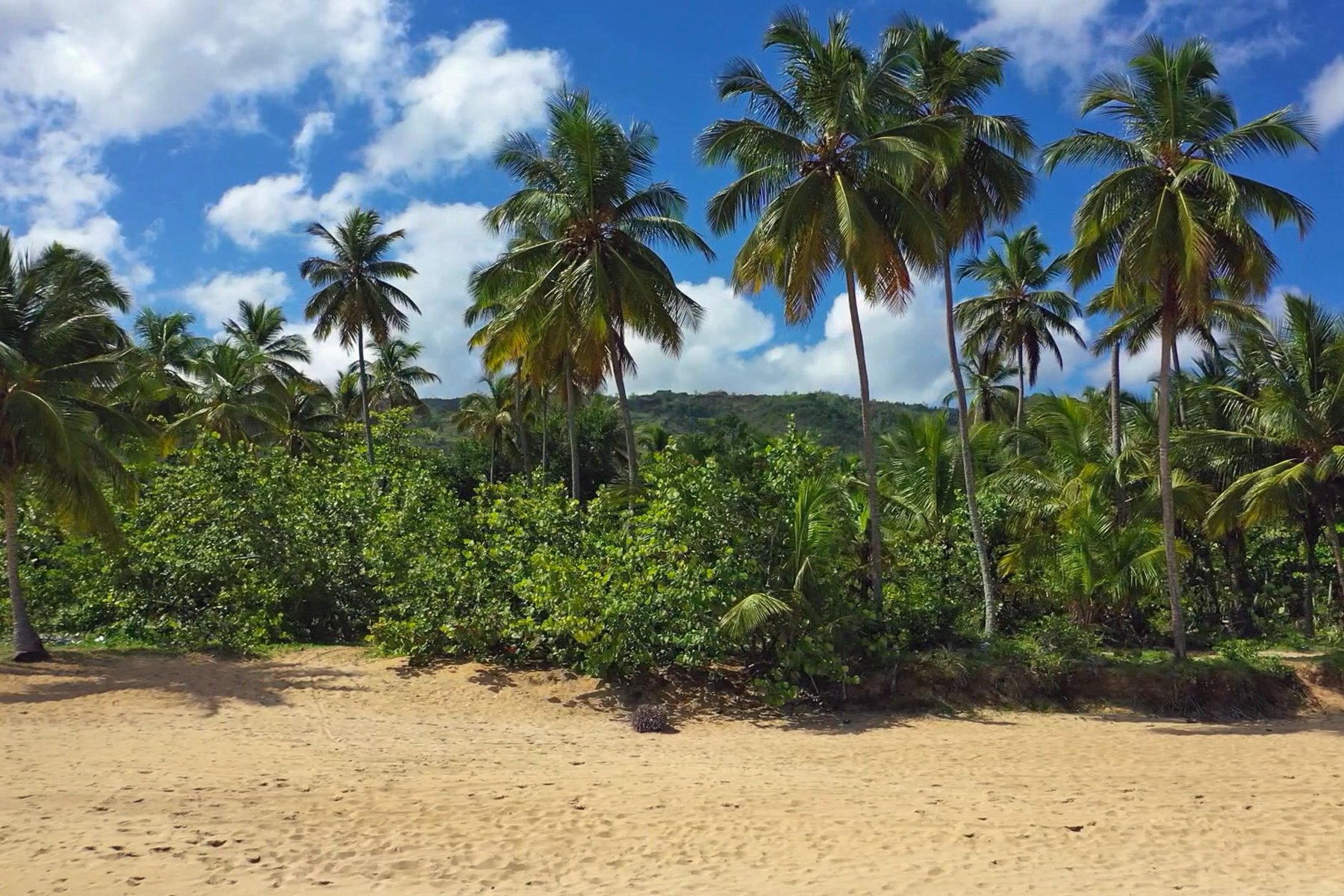 Playa Coson Beachfront Land in Las Terrenas, Dominican Republic for sale (10949408)