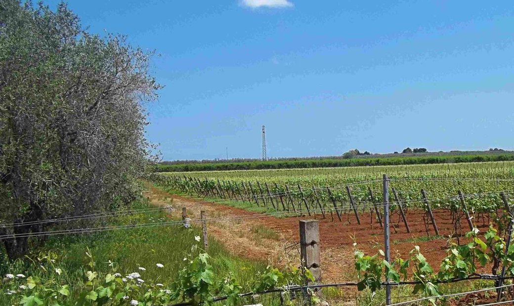Weingut Bauernhof Lecce In Squinzano Apulien Italien Zu Vermieten 10678167