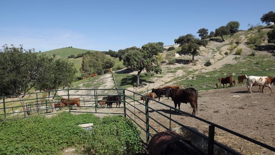 Finca en Montellano, Andalucía, España 5 - 11029211