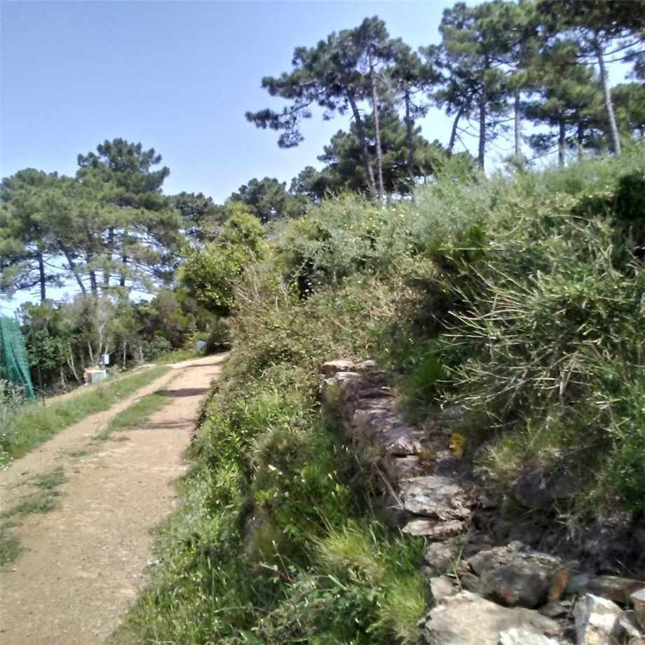 Land in Capoliveri, Tuscany, Italy 5 - 11016421