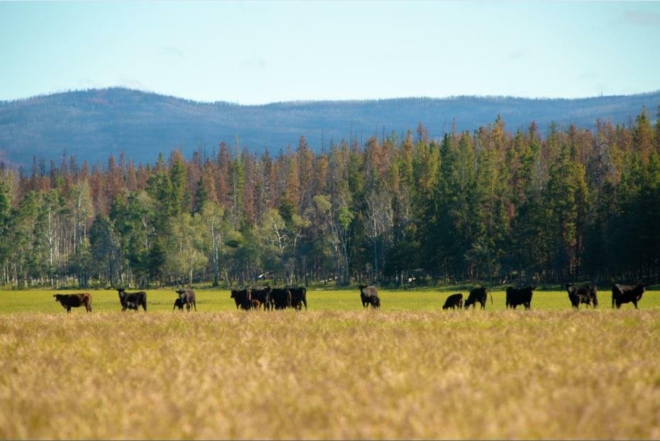 The Old Knowles Ranch, a Spectacular Working Ranch in in Alexis Creek