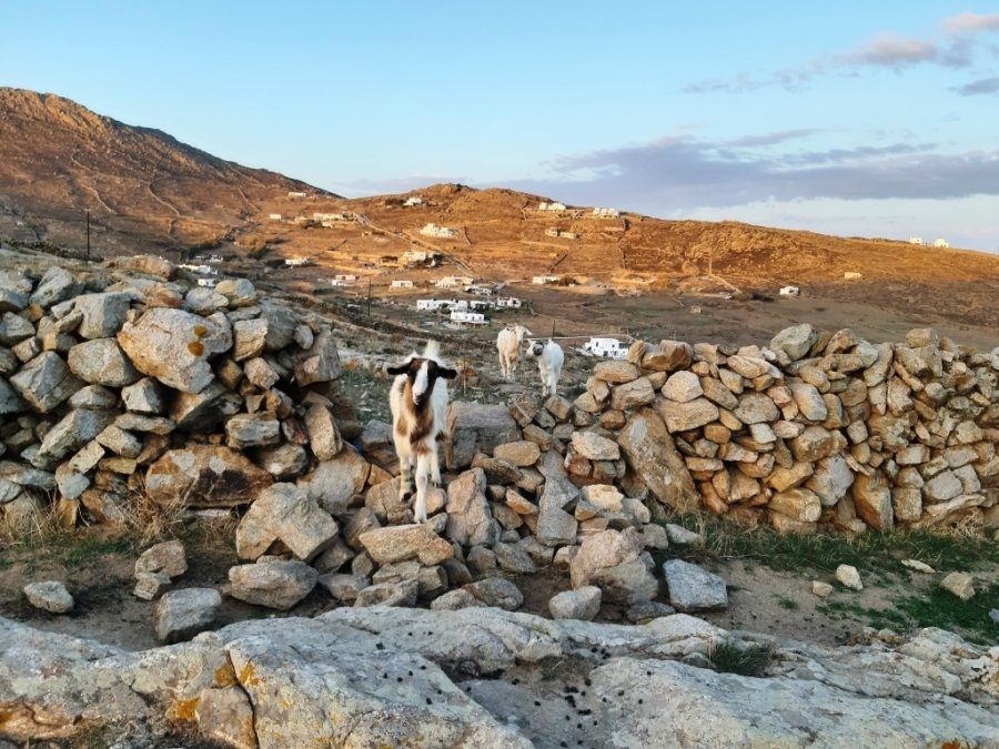 Mykonos, Aegean, Greece 4 - 11553481