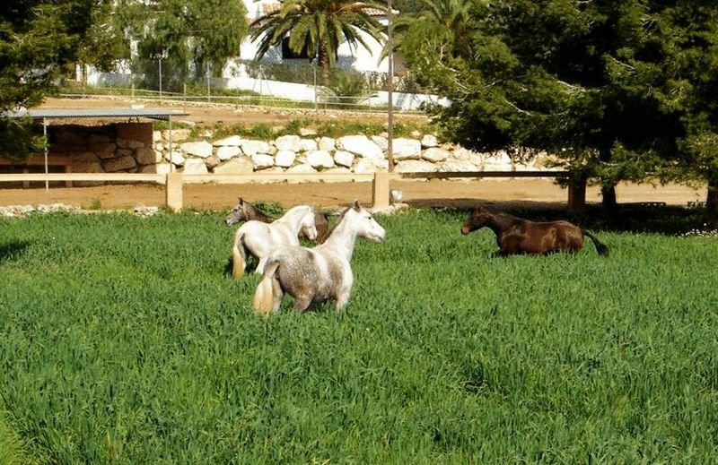 Villa in Xabia / Javea, Valencian Community, Spain 4 - 11656881