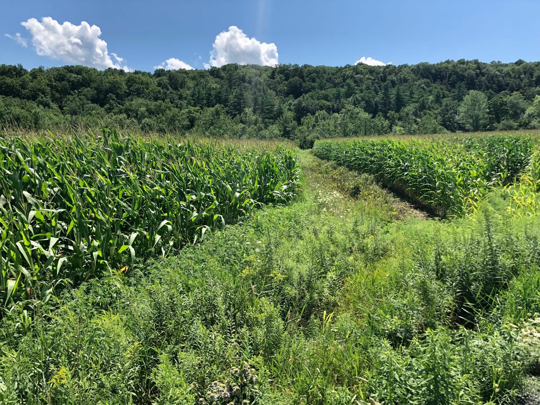 Land in Whitehall, New York, United States 2 - 11753817