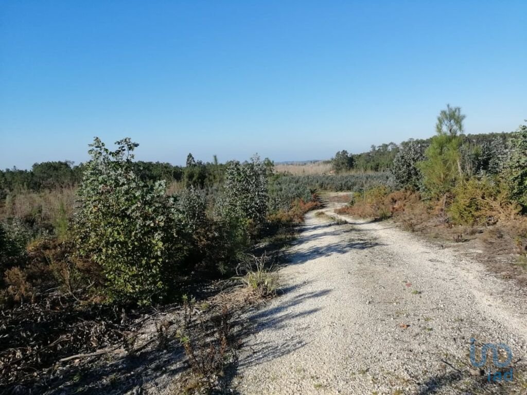 Land in Carvide, Leiria District, Portugal 3 - 11767945