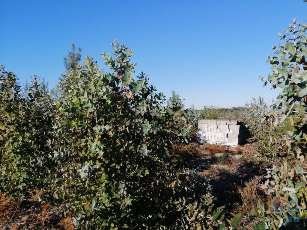 Land in Carvide, Leiria District, Portugal 4 - 11767945