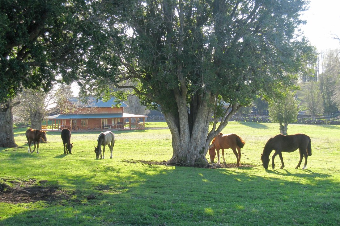 Farm Ranch in Curacautín, Araucania, Chile 4 - 11808235