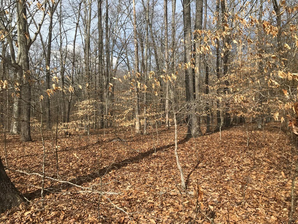 Terreno a White Pine, Tennessee, Stati Uniti 5 - 11806501