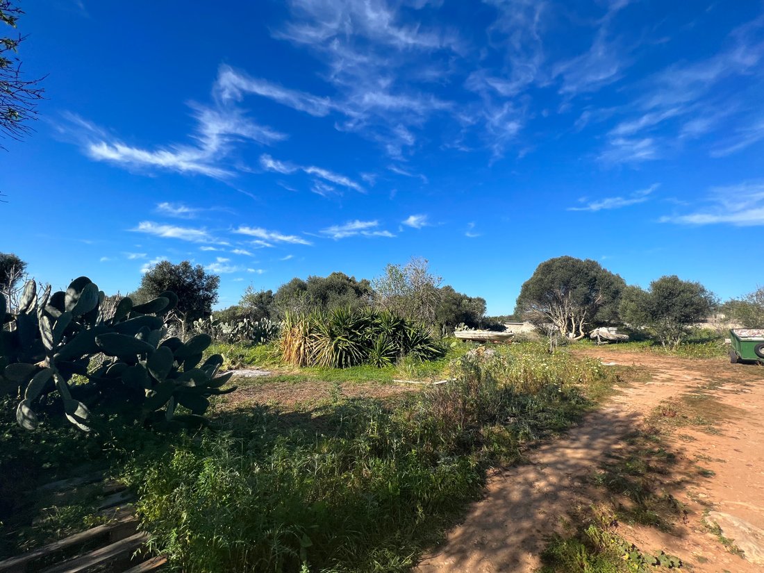 Land in ses Salines, Balearic Islands, Spain 5 - 11817785