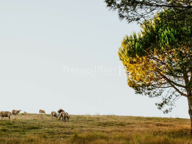 Farm With Approximately 15 Ha, With 17th Century In Lisbon, Lisbon