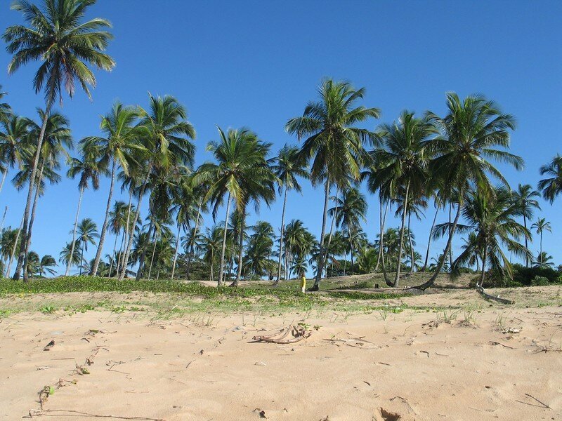 Farm Ranch in Maraú, State of Bahia, Brazil 4 - 11972743