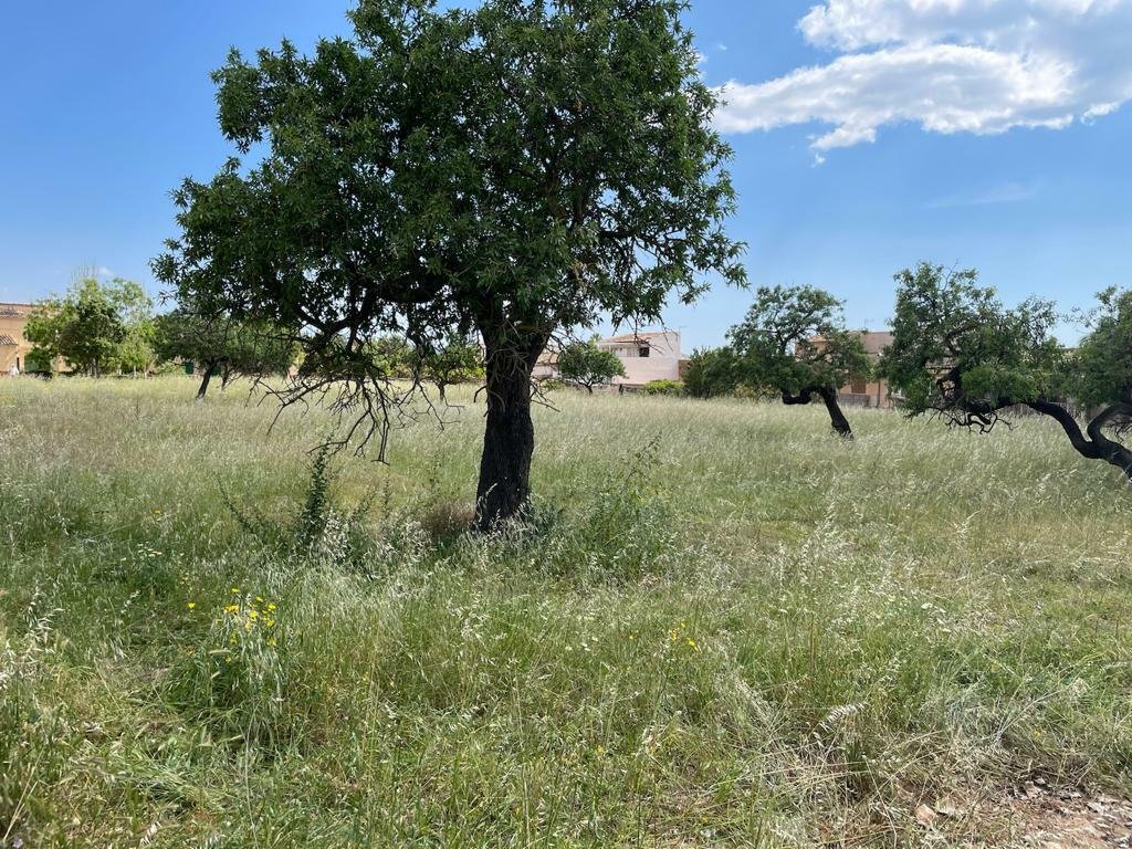 Land in Consell, Balearic Islands, Spain 4 - 11974326