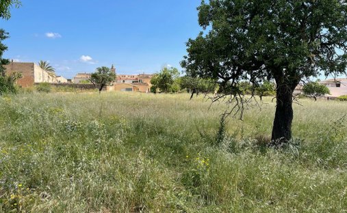 Terreno a Consell, Isole Baleari, Spagna 1