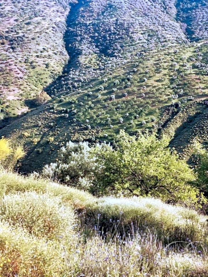 Country House in Colmenar, Andalusia, Spain 3 - 11991614