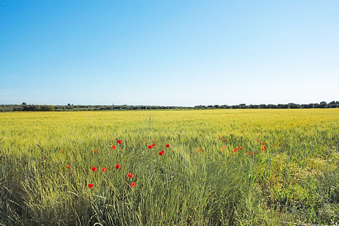 Rancho en Latiano, Apulia, Italia 2 - 11996071