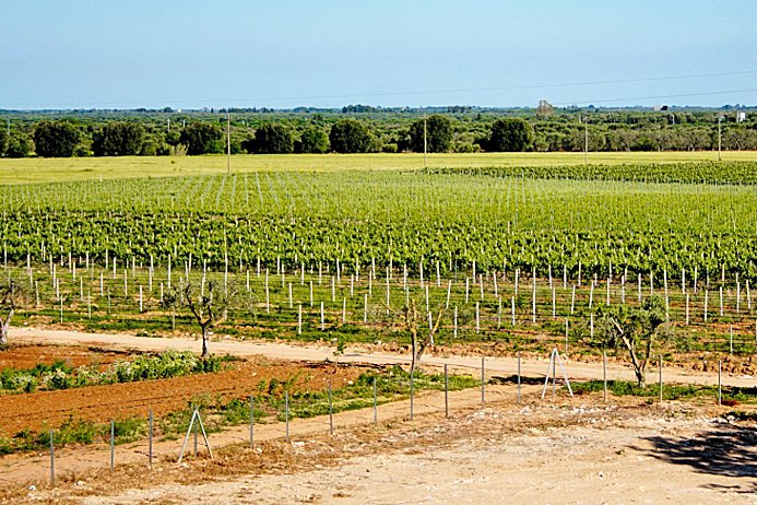 Rancho en Latiano, Apulia, Italia 1 - 11996071