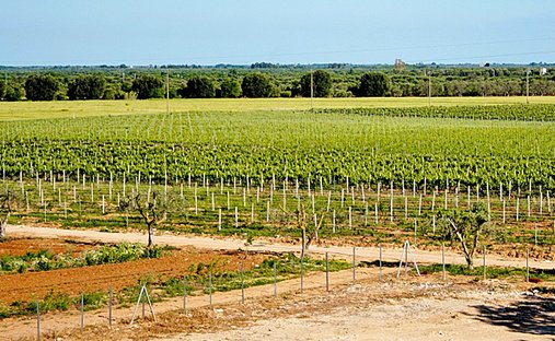 Farm Ranch in Latiano, Apulia, Italy 1