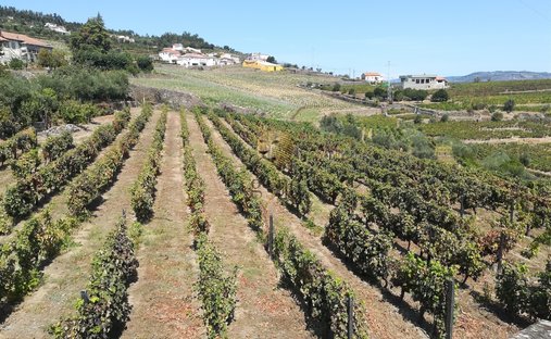 Farm Ranch in Fontelas, Vila Real, Portugal 1