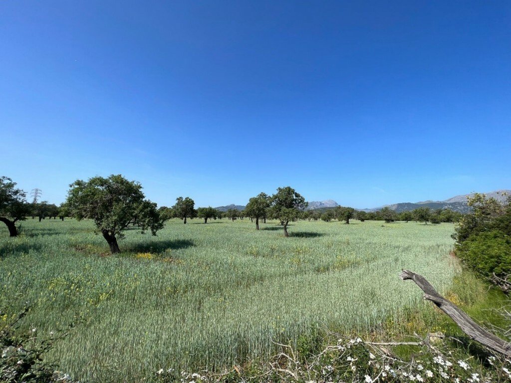 Otros en Pollensa, Islas Baleares, España 4 - 12017340
