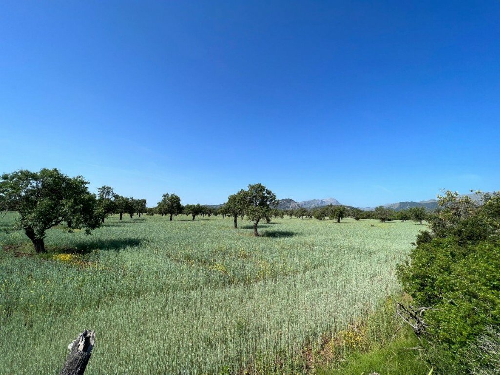 Otros en Pollensa, Islas Baleares, España 1 - 12017340
