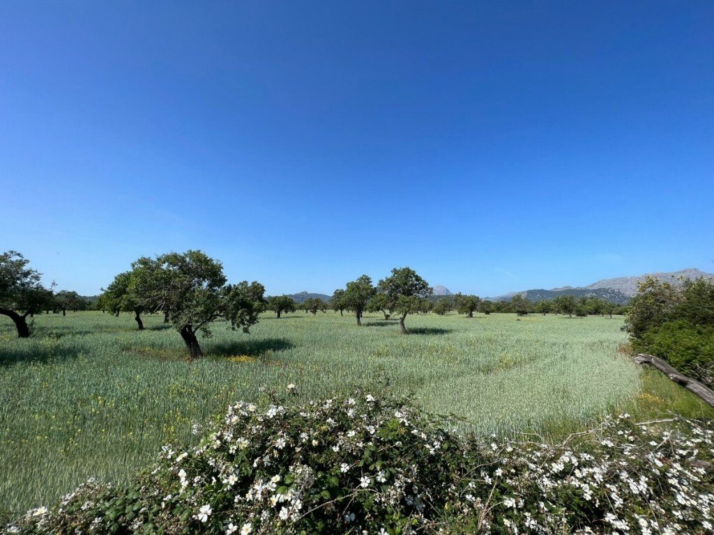 Otros en Pollensa, Islas Baleares, España 2 - 12017340