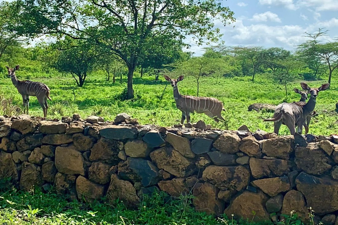 Dolly Estate, Tanzania In Usa River, Arusha Region, Tanzania For Sale