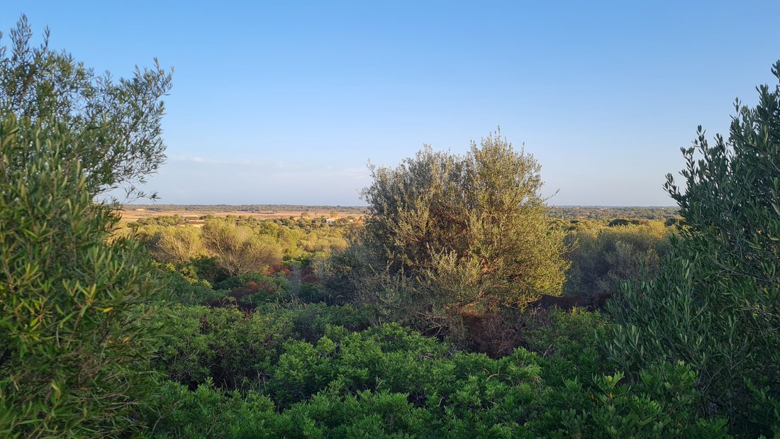 Land in Santanyí, Balearische Inseln, Spanien 5 - 12065066