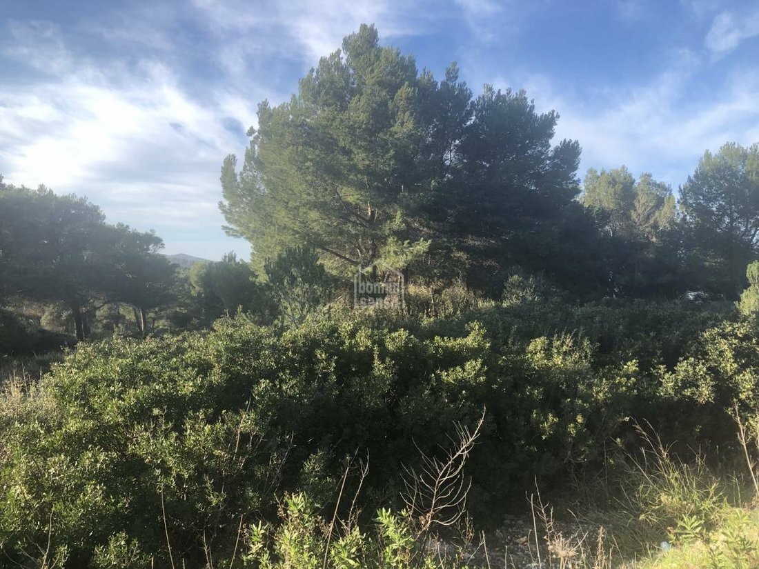 Andere in Es Mercadal, Balearische Inseln, Spanien 5 - 12124512