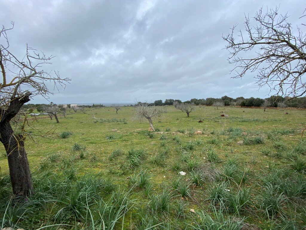 Land in Manacor, Balearic Islands, Spain 4 - 12268588