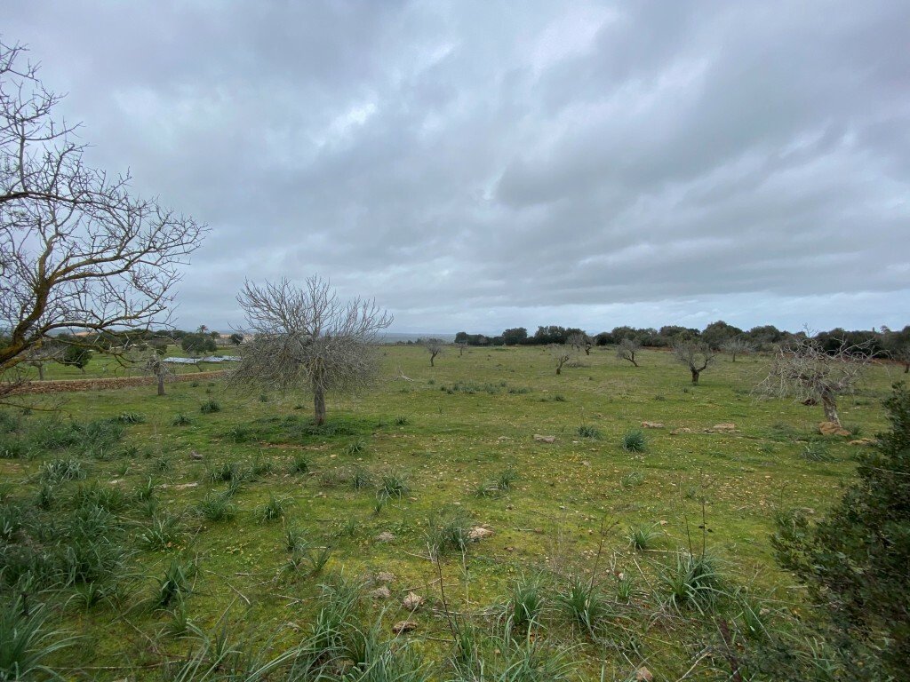 Land in Manacor, Balearic Islands, Spain 1 - 12268588