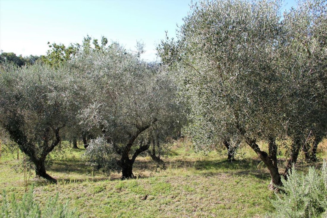 Country House in Palaia, Tuscany, Italy 4 - 12271463