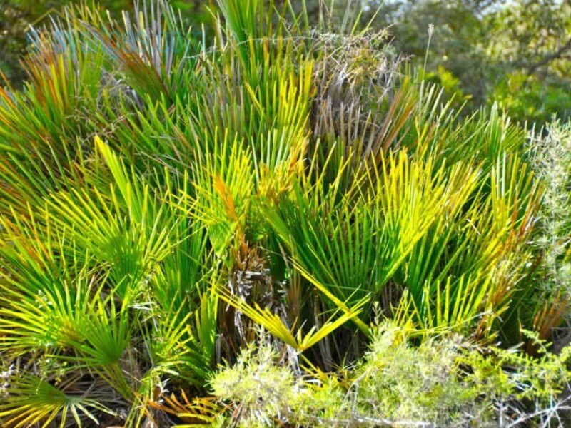 Rare Large Parcel Of Land In Terramar To Build Your In Sitges