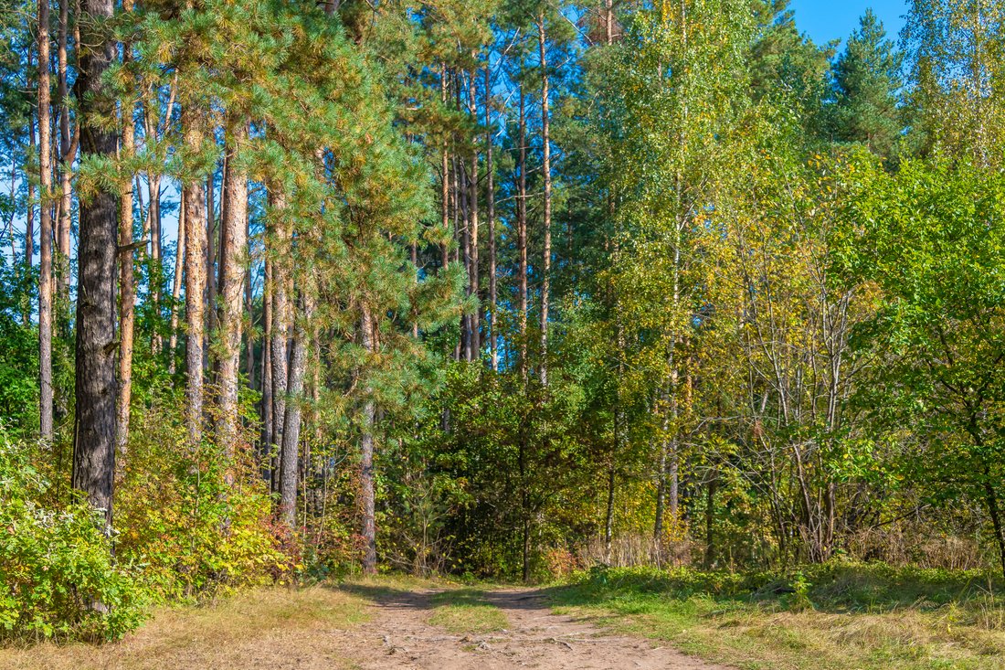 Land Plot Surrounded By Greenery In In Vilnius, Vilnius County