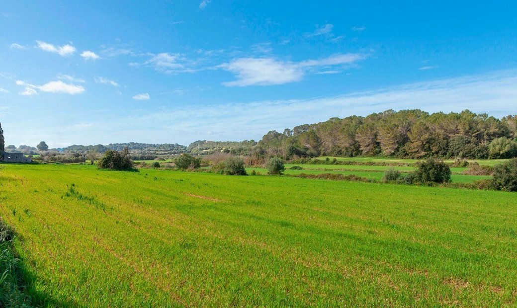 Rustic Plot For Sale In Muro, Mallorca In Muro, Balearic Islands, Spain
