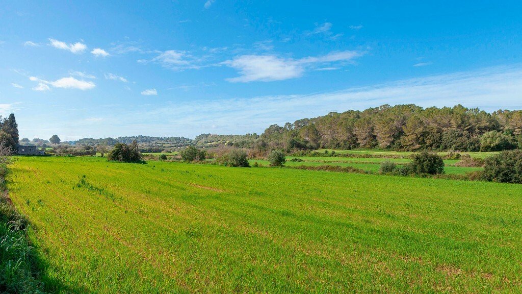 Altro a Muro, Isole Baleari, Spagna 2 - 12279156