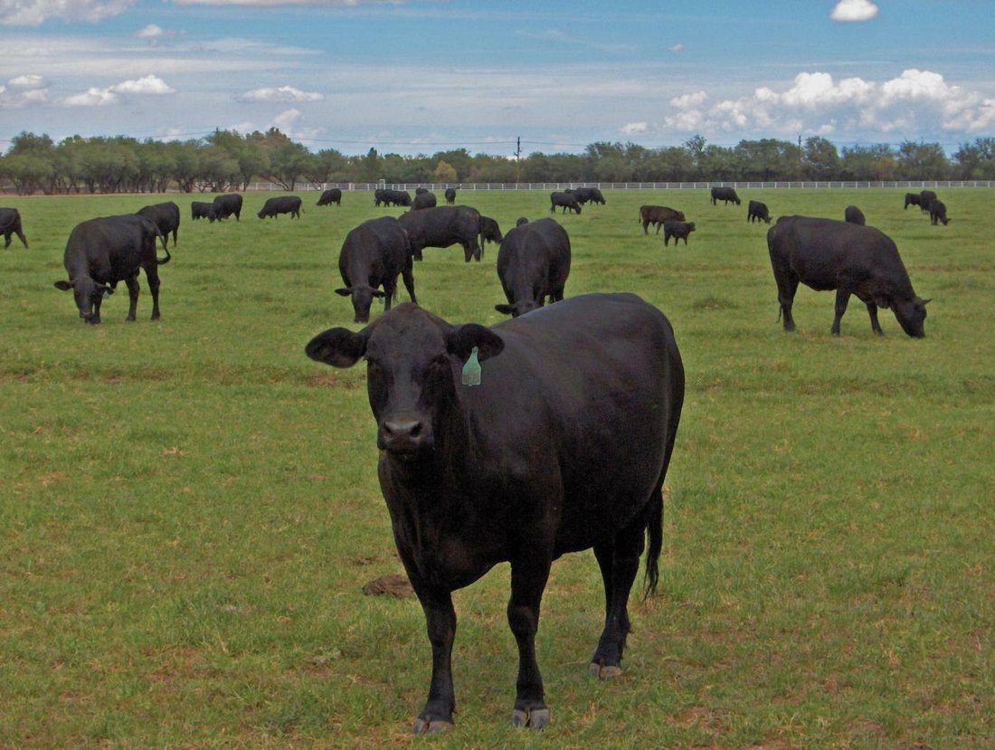 Majestic Montosa Canyon Ranch In Amado, Arizona, United States For Sale