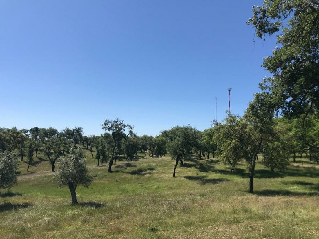 Land in Melides, Setubal, Portugal 3 - 12296496