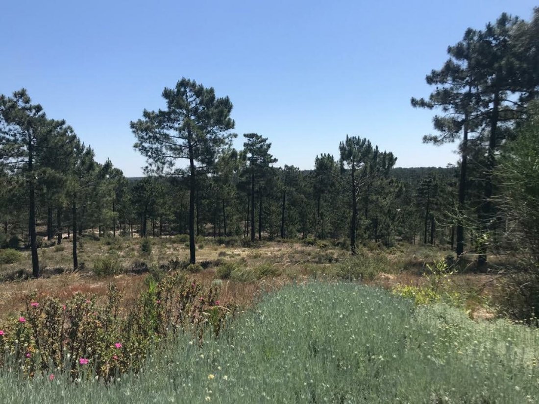 Land in Melides, Setubal, Portugal 5 - 12296499