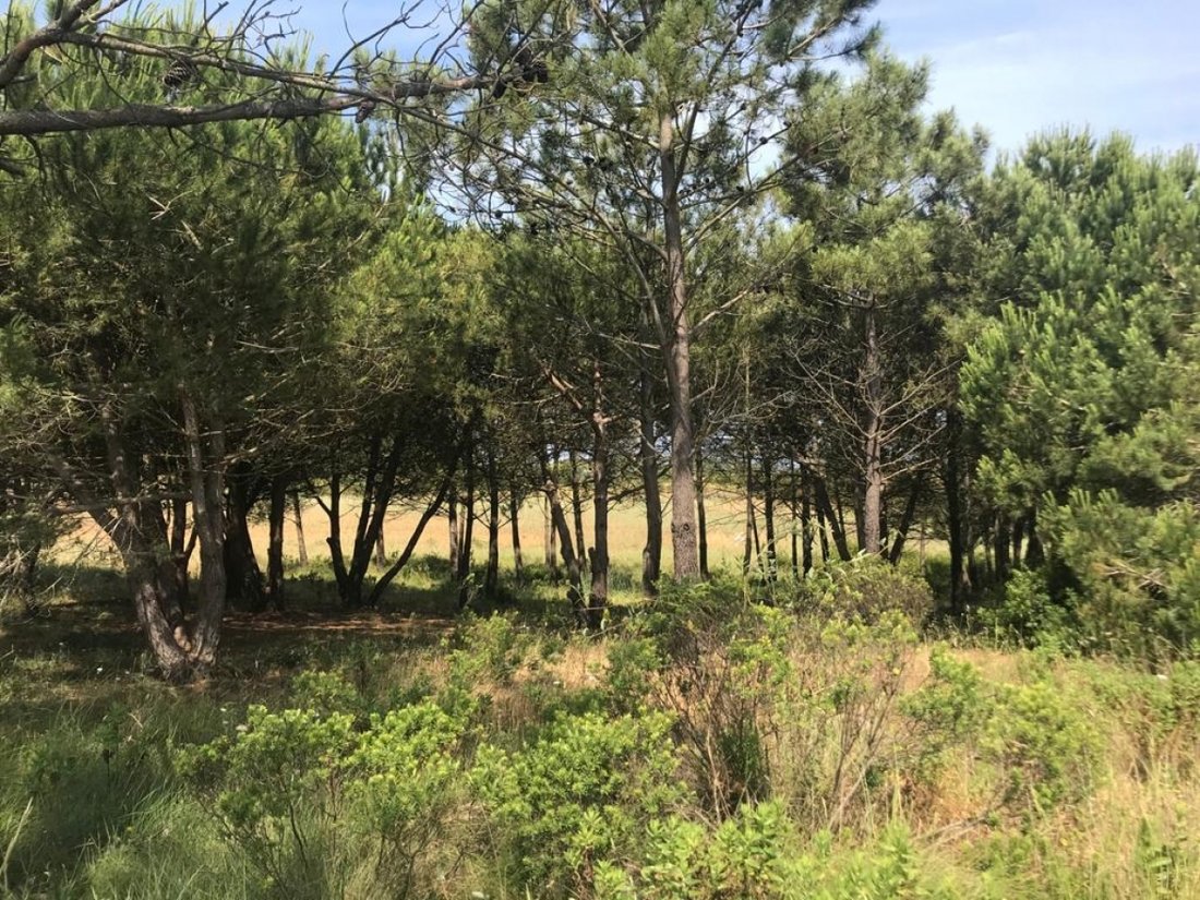 Land in Sesimbra (Castelo), Setubal, Portugal 4 - 12298432