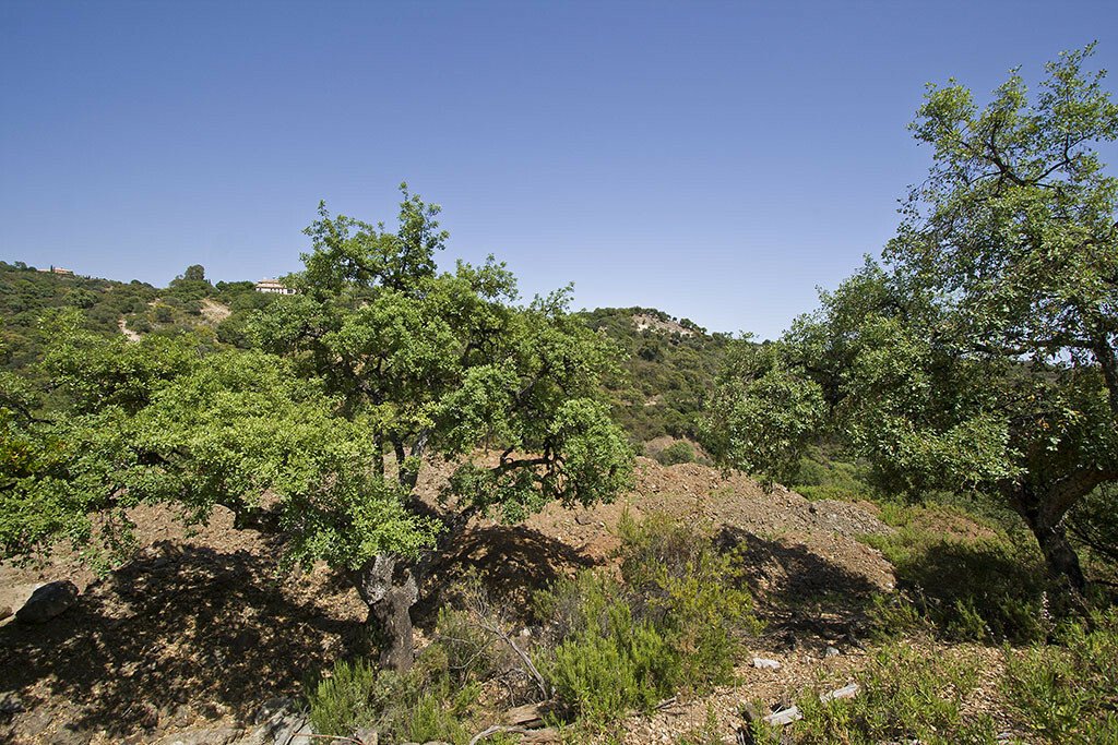 Land in La Zagaleta, Benahavís, Andalusien 4 - 12301995
